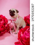 Small photo of Funny Pug dog with pink banter on the pink background.