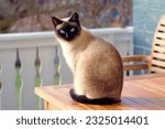 Small photo of a cat sitting on top of a wooden table, aesthetic siamese cat, beautiful cat, a full portrait of nordic female, photo of a cat
