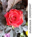 Small photo of Alec's Red Rose Flower (Hybrid Tea bush)