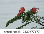 Small photo of royal poinciana hoot acre farm or delonix regia_ fabaceae family.