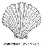 Shell Scallop Isolated On White ...