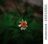 Small photo of tridax daisy tridax procumbens known as coatbuttons and jayanti veda flower with blur background. best for background and wallpapers.