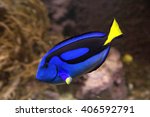 Blue tang or Regal tang or Palette surgeonfish (Paracanthurus hepatus ) .