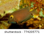 Small photo of Kole Tang, Spotted surgeonfish, Goldring surgeonfish,Yellow-eyed Tang (Ctenochaetus strigosus).