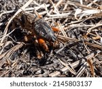 Small photo of Close-up shot of the European mole cricket (Gryllotalpa gryllotalpa) above ground in bright sunlight digging its way into the ground