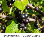Perfect ripe blackcurrants (ribes nigrum) maturing on the branch between green leaves in the sunlight in home garden. Taste of summer and growing food concept
