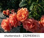 Variety of floribunda rose ' Easy Does It' with small clusters of cupped, open, ruffled, tangerine to peach pink flowers. Packed with wavy petals, the stunning blossoms emit a fruity fragrance