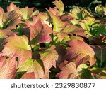 Small photo of Rodgersia podophylla 'Rotlaub' with attractive large serrated oval palmate leaves that emerge coppery-bronze in spring and early summer in bright sunlight