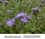Small photo of Close-up shot of the lacy phacelia, blue tansy, purple tansy or fiddleneck (Phacelia tanacetifolia) flowering with dense and hairy bell-shaped flowers in shades of blue and lavender