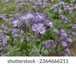 Small photo of Close-up shot of the lacy phacelia, blue tansy, purple tansy or fiddleneck (Phacelia tanacetifolia) flowering with dense and hairy bell-shaped flowers in shades of blue and lavender