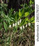 Small photo of Angular Solomon's seal or Scented Solomon's seal (Polygonatum odoratum) flowering with tubular, white flowers with green tips hanging from the underside of the stems