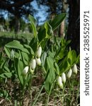 Small photo of Angular Solomon's seal or Scented Solomon's seal (Polygonatum odoratum) flowering with tubular, white flowers with green tips hanging from the underside of the stems