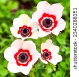 Small photo of Anemone coronaria also known as Windflower. Anemone are perennials that have basal leaves with long leaf-stems that can be upright or prostrate.