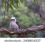 Small photo of Meet the Hilarious Kookaburra, nature's comedian! With its distinctive laugh echoing through Australian bush, this bird adds joy to the wild with its infectious humor.