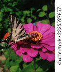 Small photo of The butterfly is infatuated with pink zinnia