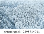 winter forest aerial view of tree outfits. forest after a severe frost