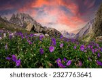 Small photo of "Nature's vibrant masterpiece blooms in the Valley of Flowers, where colors dance and fragrances enchant, creating a breathtaking tapestry of serenity and wonder."