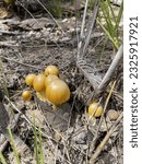 Small photo of mushroom Grisette (Amanita javanica (Corner Bast) T. Oda, C. Tanaka Tsuda)