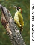 Small photo of The European green woodpecker (Picus viridis) is sitting on the tree tunk with green background