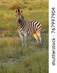 The Plains Zebra  Equus Quagga  ...