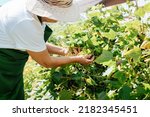 Unrecognizable elderly woman farmer in straw hat and gardener's apron picking blackcurrant berries from bush outdoors. Harvesting and gardening concept.