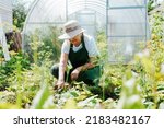 Elderly woman gardener in straw hat working on garden bed with hoe near greenhouse and looking down. Horticulture, gardening concept.
