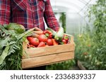 wooden box with a crop of organic vegetables in the hands of a farmer in a greenhouse, harvesting concept, space for text.