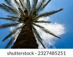 Small photo of Lilliputian's View: a giant palm tree from the perspective of a camera, majestic and imposing, alone in the blue sky.