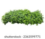 Shrub plant png tree  bush eleu