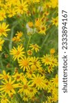 Small photo of Packera glabella is one of several plants with the common name Butterweed, which is also called Cressleaf Groundsel and Yellowtop, native to central and southeastern North America. But it has spread