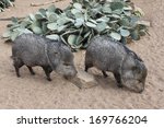 A Collared Peccary Or Javelina. ...