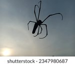 Spider on expanse background...
