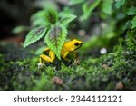 Small photo of A golden poison frog, also known as the golden dart frog or golden poison arrow frog, is a poison dart frog endemic to the rain forests of Colombia