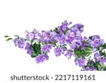 Small photo of The beauty of a cluster of garlic vine flowers dangling from above isolated on white background with copy space and clipping path.