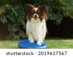 Small photo of Purebred dog Dog Papillon is exercising on a balancing pillow Air Stability Wobble Cushion