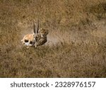 Small photo of A Thompson Gazelle attempts in vain to outrun a male Cheetah who is right behind it and waiting to strike.