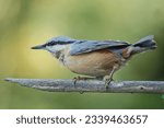 Small photo of The nuthatch family, Sittidae, was described by Ren-Primevre Lesson in 1828.