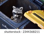 Small photo of Simmerath, D52152, NRW, Germany 08-08-2023. Meanwhile, there is a big problem with raccoons in Germany. They are invasive and spread enormously and also benefit from human civilization and love waste.