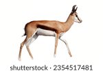 Small photo of Springbok: Springbok meat, lean and flavorful, is consumed in certain regions.