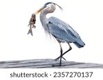 Great blue heron  a tall wader...
