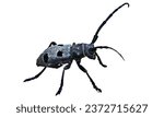 Small photo of Musk Beetle (Aromia moschata): Dark brown or black with a musky odor.