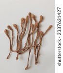 Small photo of Dry cordyceps militaris mushroom - Benefits: Increased energy, Increased stamina, Increased lung capacity, Increased libido, Support immunity, Improved athletic performance.