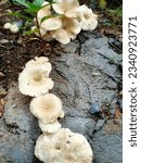 Small photo of Translated from English - Clitocybe dealbata, also known as ivory cones. It is a small white funnel-shaped toadstool commonly found in lawns, meadows, and other grassy areas. in Europe and North Ame