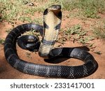 The king cobra's average size...