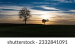 Small photo of Thorembais les Beguines, Belgium - 01 12 2020 : two trees at sunrise