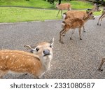 Cute Nara deer in nara