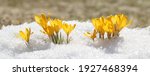 Small photo of Spring flowers grow under the snow, a beautiful composition for Easter cards. Yellow crocuses in the sun rose after winter, beautiful primroses bloom on April day.