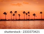 Palm trees at
Matheson Hammock Miami