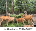 Small photo of Deer or deer are large mammals. Its common name is sambar or sambar deer. Its scientific name is Cervus unicolor Kerr. Classified in the family Cervidae, the deer is called horses.