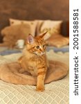 Small photo of red cat Maine Coon 5 month old that has woken up, which is lying at on a soft pillow on the bed and looks sadly